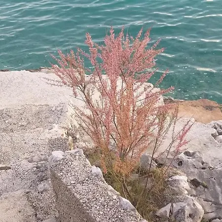 Vakantiehuis Frane, Karlo I Sestre Agnic Donji Okrug (Ciovo)